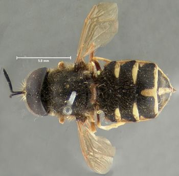 Media type: image;   Entomology 12547 Aspect: habitus dorsal view